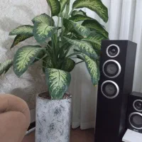 گل دیفن باخیا|گل و گیاه طبیعی|گلبهار, شهر جدید گلبهار|دیوار