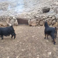 بز چاق|حیوانات مزرعه|ایذه, |دیوار