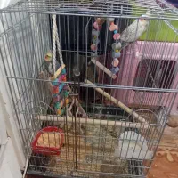 دوعدد عروس هلندی