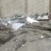 کبوتر پرشی و زیبا