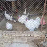 بوقلمون|حیوانات مزرعه|گرمسار, |دیوار