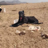 توله قهدریجانی