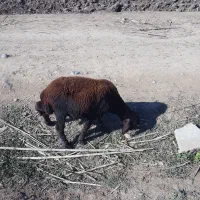 کوسفند نر|حیوانات مزرعه|خان ببین, |دیوار