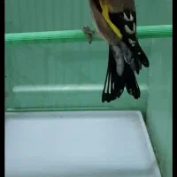 سهره هایه قدار و نمونه|پرنده|اردبیل, |دیوار