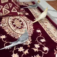 ۲عدد عروس هلندی سینامون سخنگو و رام