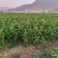 سیب زمینی بذری (جلی)