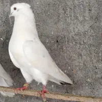 کبوتر خوش خال