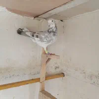 8کبوتر|پرنده|شیراز, سعدیه جنوبی|دیوار