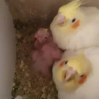 جوجه عروس  لوتینو|پرنده|مشهد, نیزه|دیوار