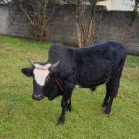 ورزا کوله شیرو