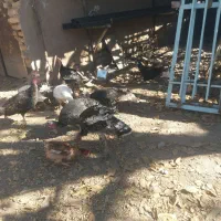 سلام بوقلمون برای فروش