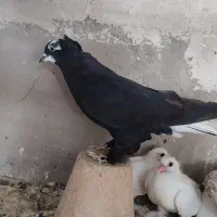 تعدادی تعدادی کبوتر