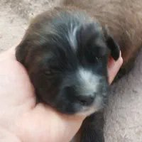 واگذاری شیتزو|سگ|ساری, |دیوار