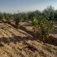 باغ میوه|فروش دفتر صنعتی، کشاورزی، تجاری|نهاوند, |دیوار