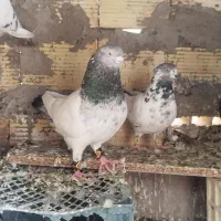 کل سبز دم سبز