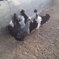مرغ تخم گذار