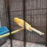 سهره نر نشوندار قناری آماده|پرنده|شاهین‌شهر, گزبرخوار|دیوار