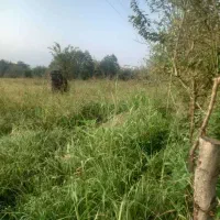 فروش قطعه زمین باغی|فروش زمین و ملک کلنگی|کلاچای, |دیوار