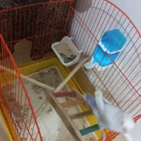 عروس هلندی (کوتوله ی برزیلی)|پرنده|بندرعباس, |دیوار