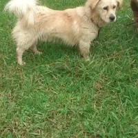 سگ خانگی|سگ|تالش, طولارود|دیوار