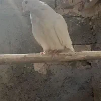 سفید چشم ونوک.سروردم سفید..سبز|پرنده|خمینی‌شهر, |دیوار