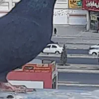 سیاه ماده کاشونی