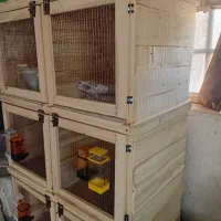 توری جفتگاه|لوازم جانبی حیوانات|شیروان (خراسان), |دیوار