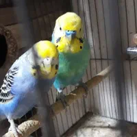 یک جفت مرغ عشق بالغ با جوجه