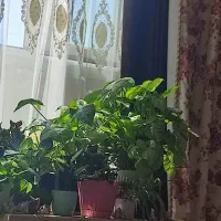 آپارتمان همه چی تکمیل فول میدان مادر باغمیشه|اجارهٔ آپارتمان|تبریز, |دیوار