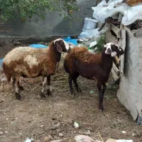 دوعدد گوسفند جنس دوقلو زا|حیوانات مزرعه|بندر ترکمن, |دیوار