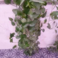 گل طبیعی|گل و گیاه طبیعی|لردگان, |دیوار