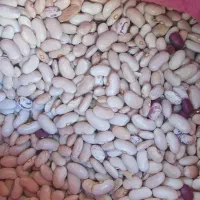 لوبیا چیتی، سفید، قرمز|حراج|لردگان, |دیوار