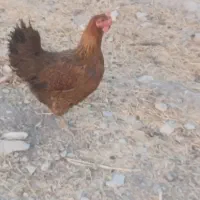 مرغ تخمگذار