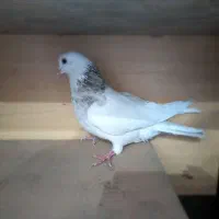 طوق سور|پرنده|بم, |دیوار