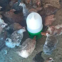 مرغ رسمی تخم گذار|حیوانات مزرعه|قرچک, شهرک صنعتی کارا|دیوار