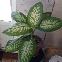 گل دیفن باخیا