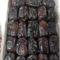 پخش انواع خرما