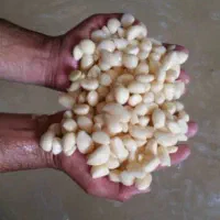سیر سالم وسیر پوست کنده پیاز سالم وپوسکنده