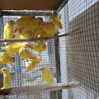 فروش طوطی برزیلی اوپال کله نارنجی