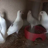 ۱۶ تا کبوتر ساده گوشتی