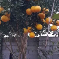 زمین مسکونی کریم محله|فروش زمین و ملک کلنگی|تالش, جوکندان|دیوار