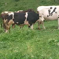 گاونر یکساله