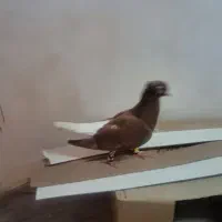 کبوتر