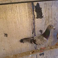 پلاکی|پرنده|شهرکرد, |دیوار