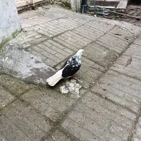 کفتر بچه|پرنده|آستانه اشرفیه, |دیوار