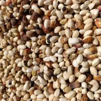 پسته پوک گو  ورود آبی  در کشکوئیه رفسنجان انار نوق|خدمات باغبانی و درختکاری|کشکوئیه, |دیوار