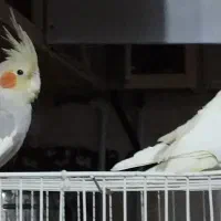 فروش عروس هلندی نروماده