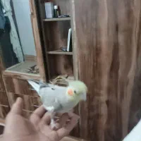 عروس هلندی کفتر