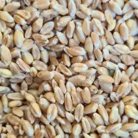 گندم بذر پیشگام خالص و بوجاری شده بدون آشغال و ...