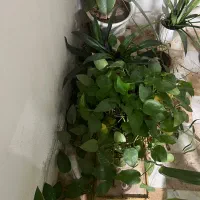 گل وگلدان|گل و گیاه طبیعی|فیروزآباد (فارس), |دیوار